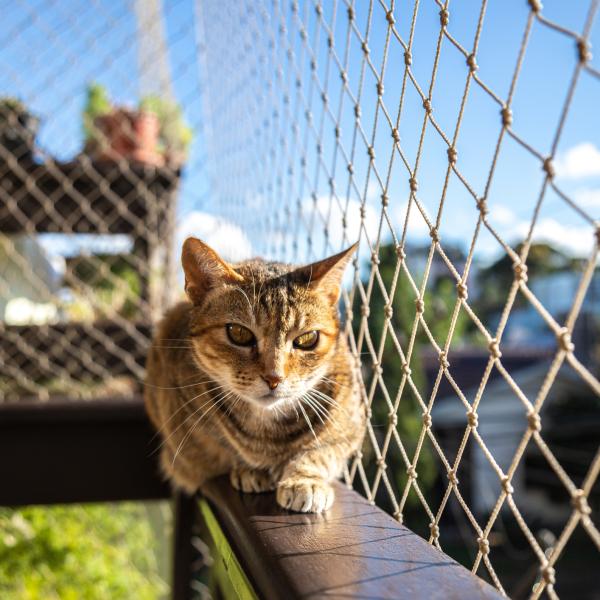 Errores comunes al elegir protección para gatos
