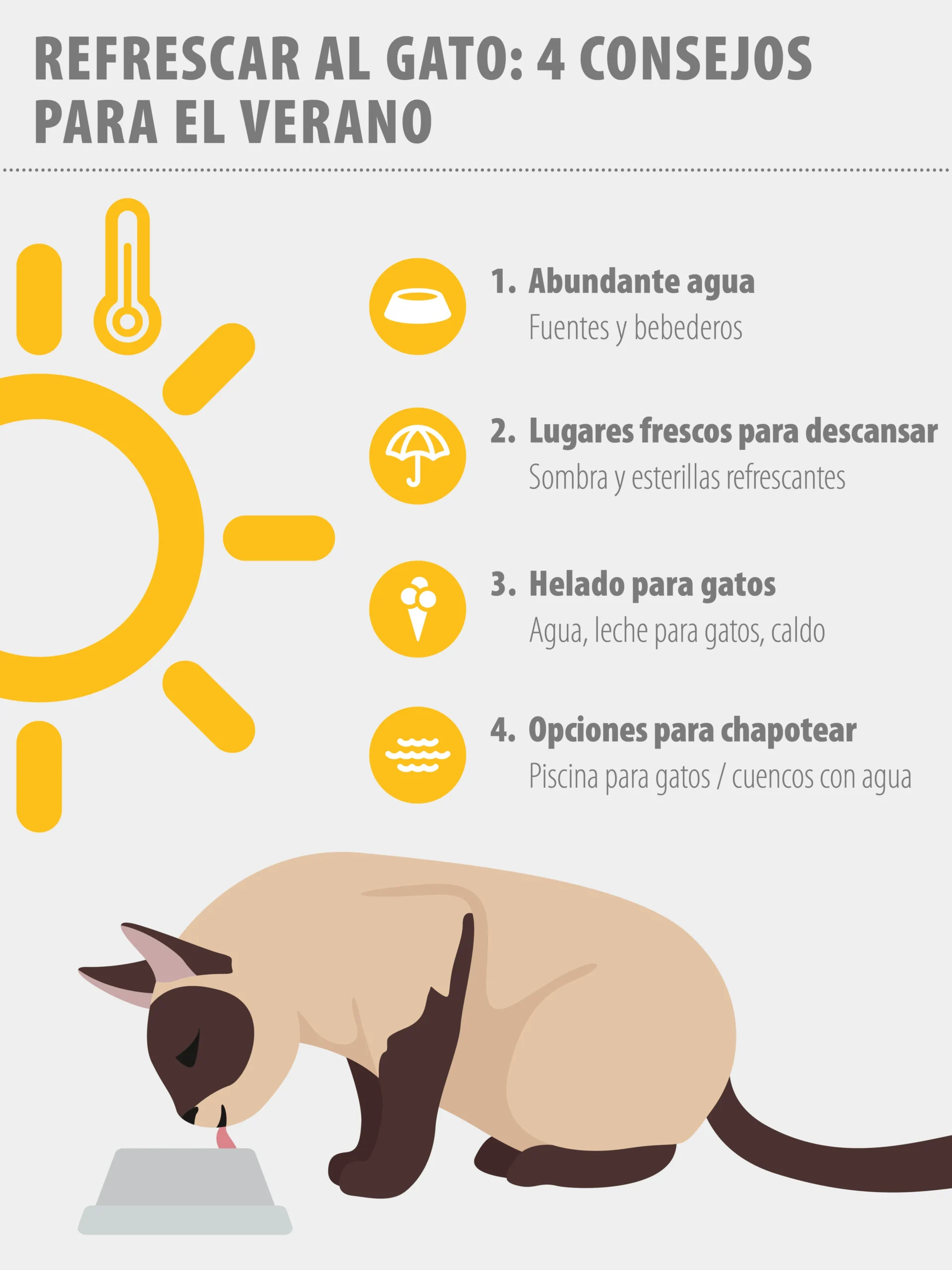 Formas sencillas de proteger a tu gato