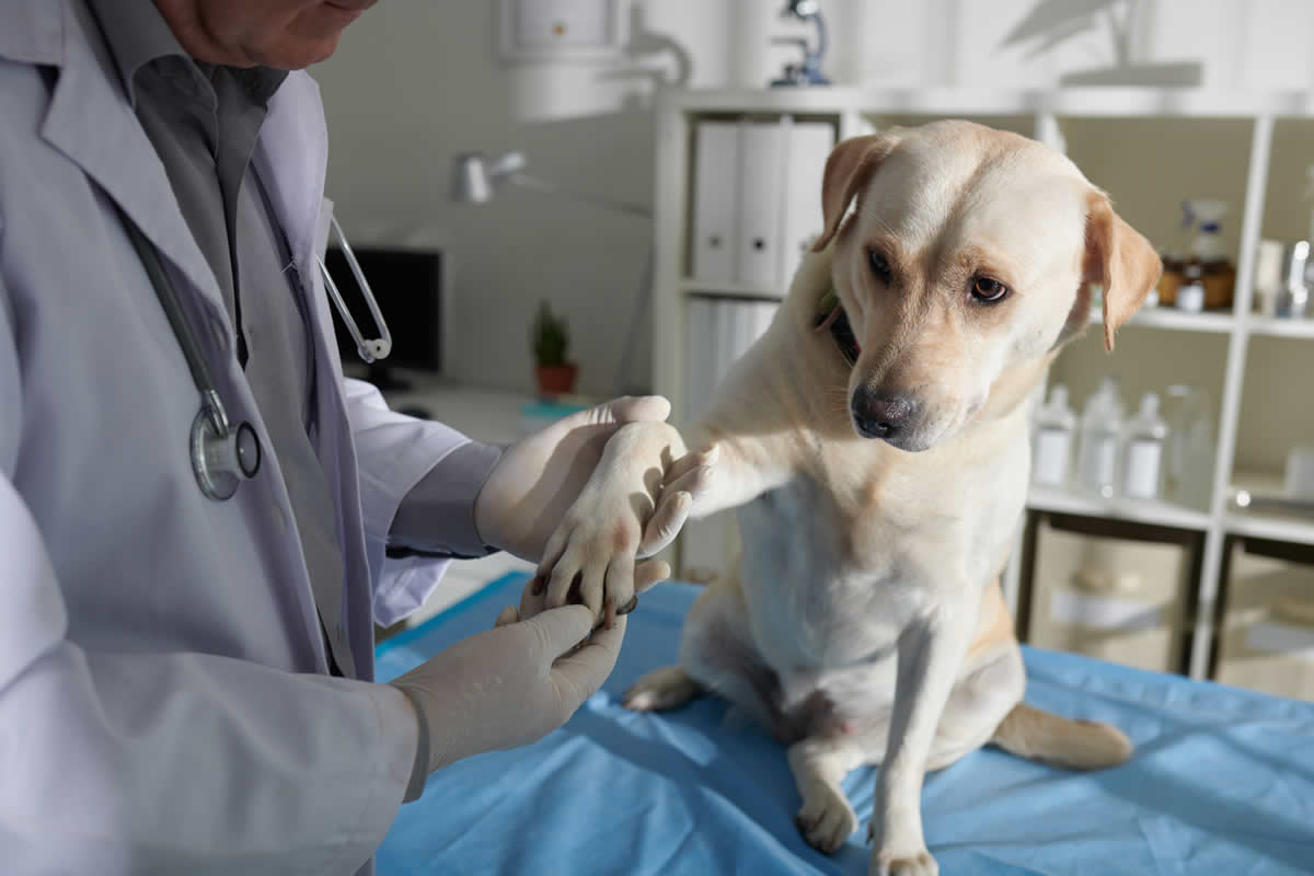 Qué hacer si tu mascota se enferma