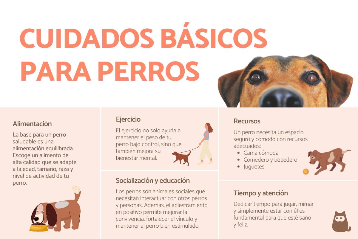 Señales de que necesitas seguridad para tu perro